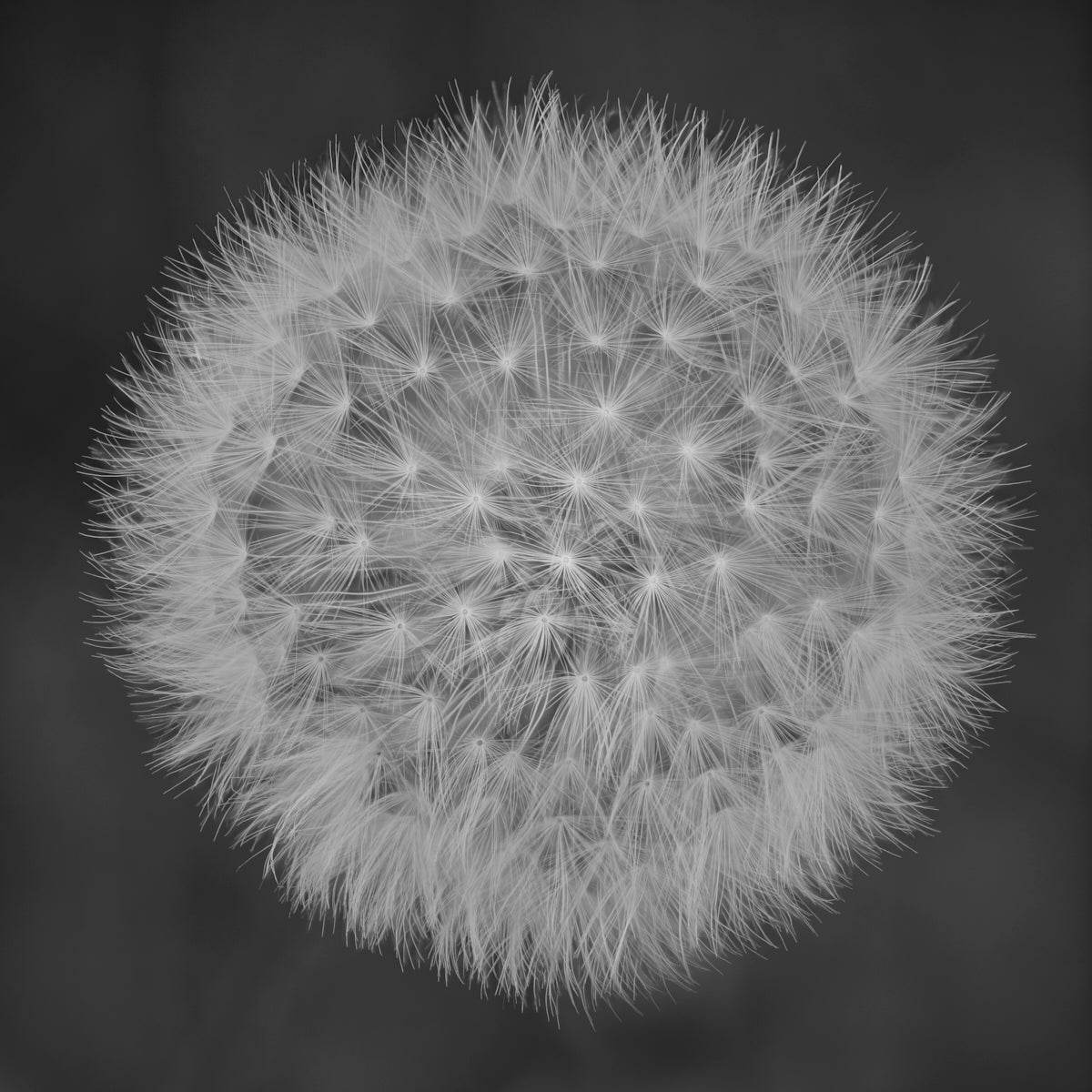 CDB148 Dandelion