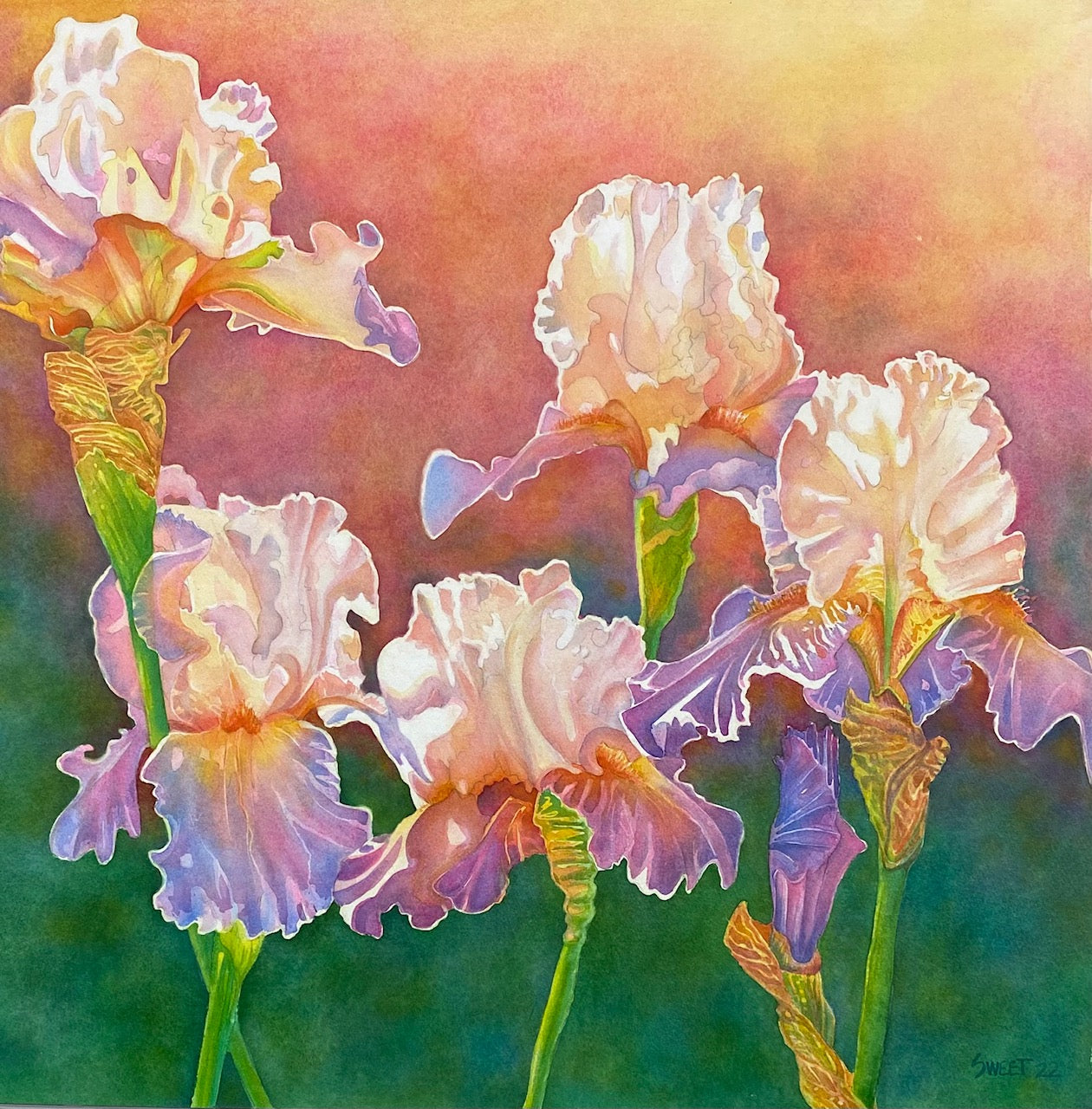 SS926 Iris Family