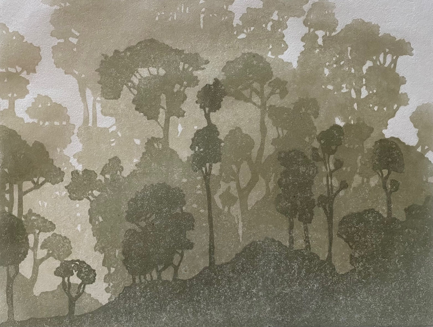 AMH389 Eucalyptus in Fog