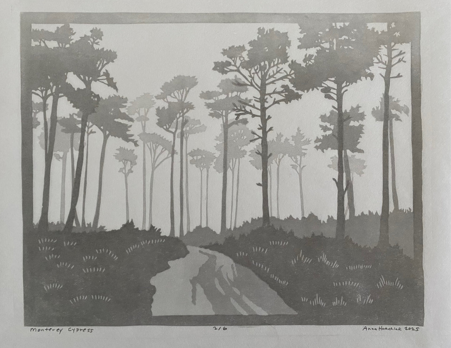 AMH394 Monterey Cypress