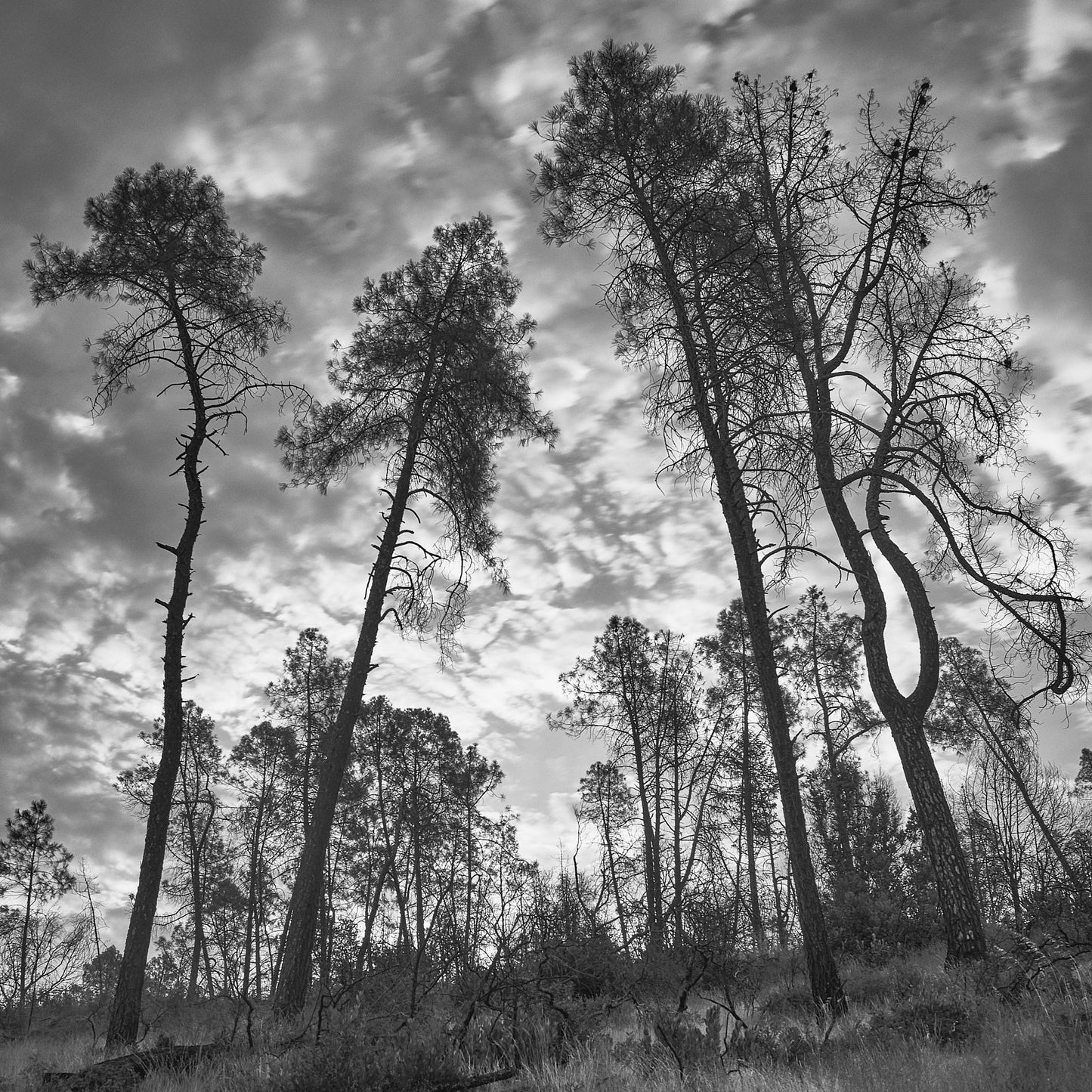 CDB109 Pine Flat Road