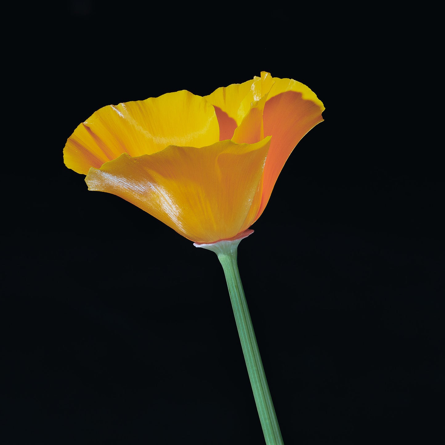 CDB116 Poppies