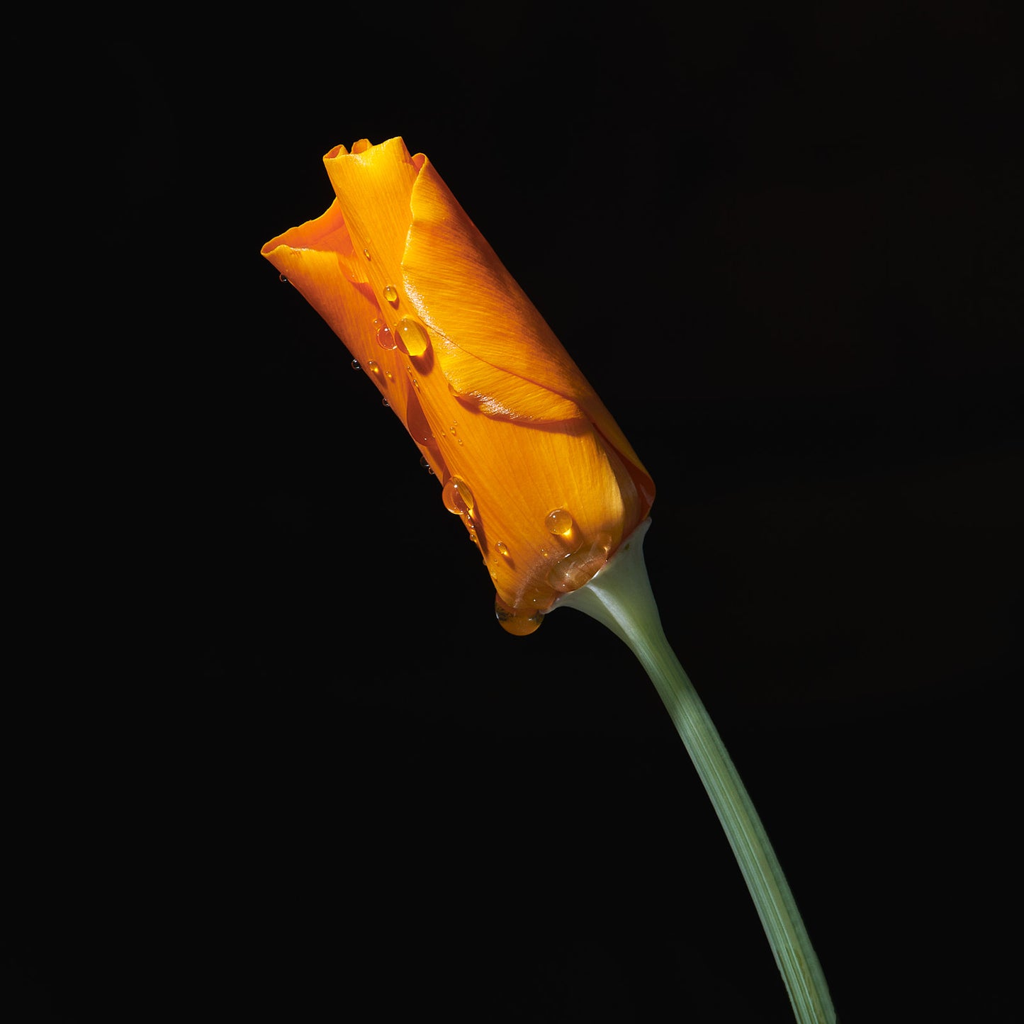 CDB116 Poppies