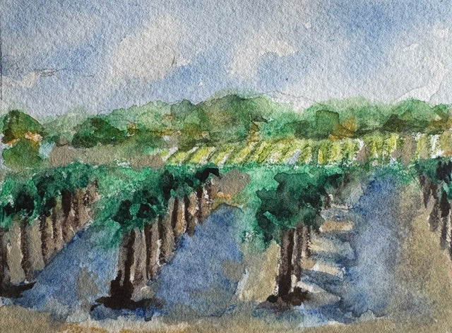 CV2508 Vines