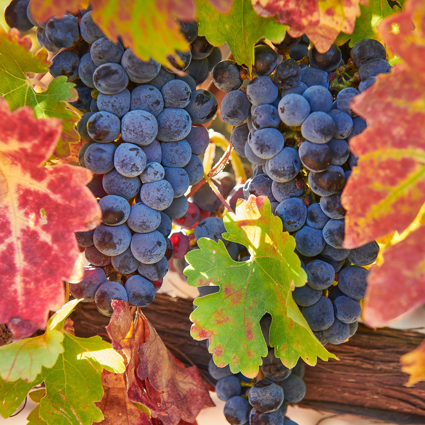 CDB201 Cabernet S.