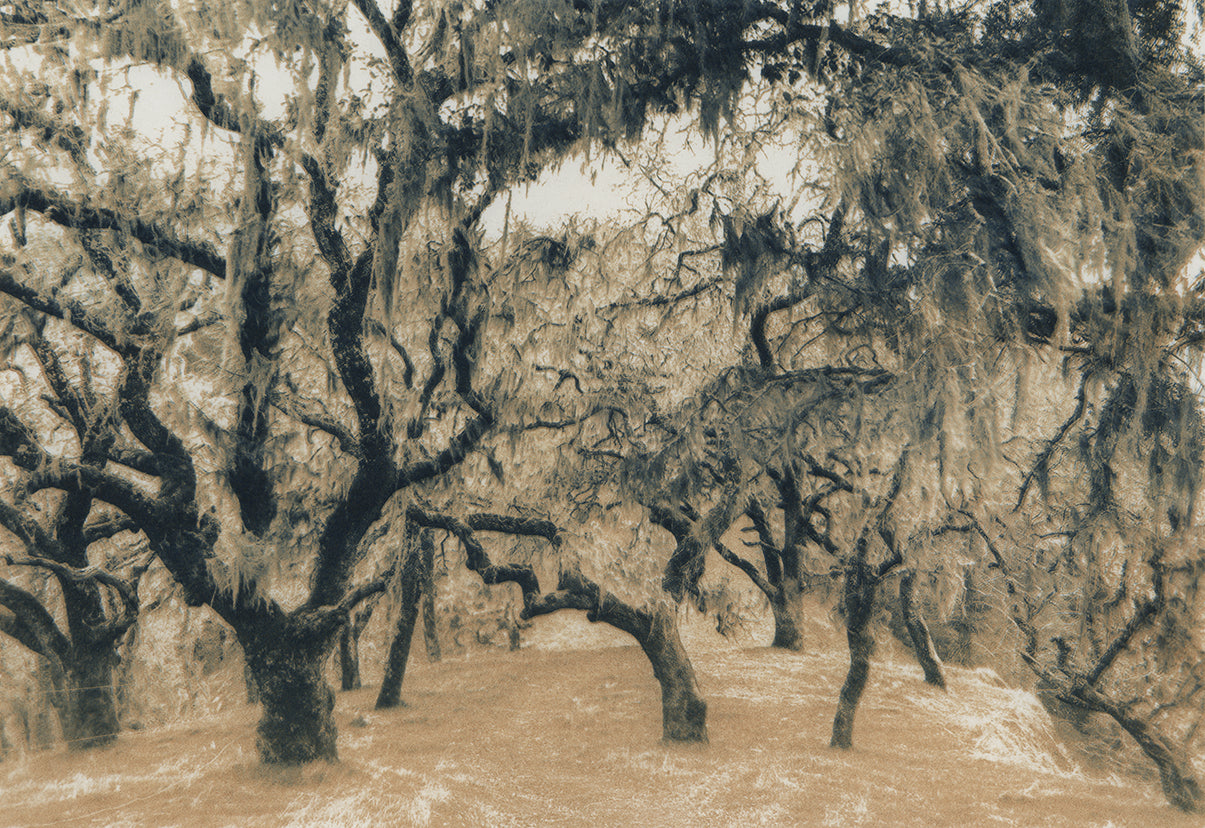 GAJH09 Coastal Live Oaks