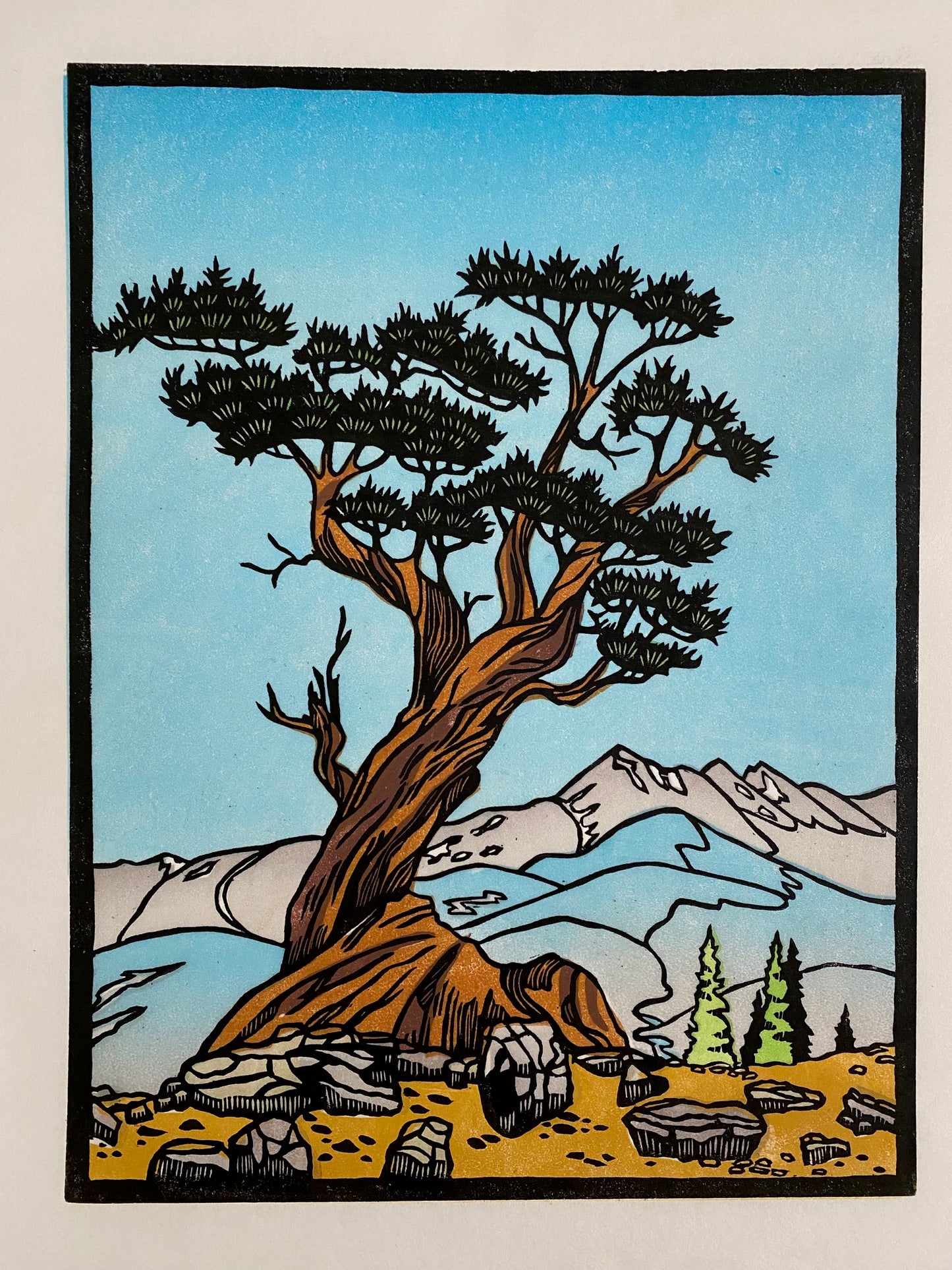 AMH382 Bristlecone Pine