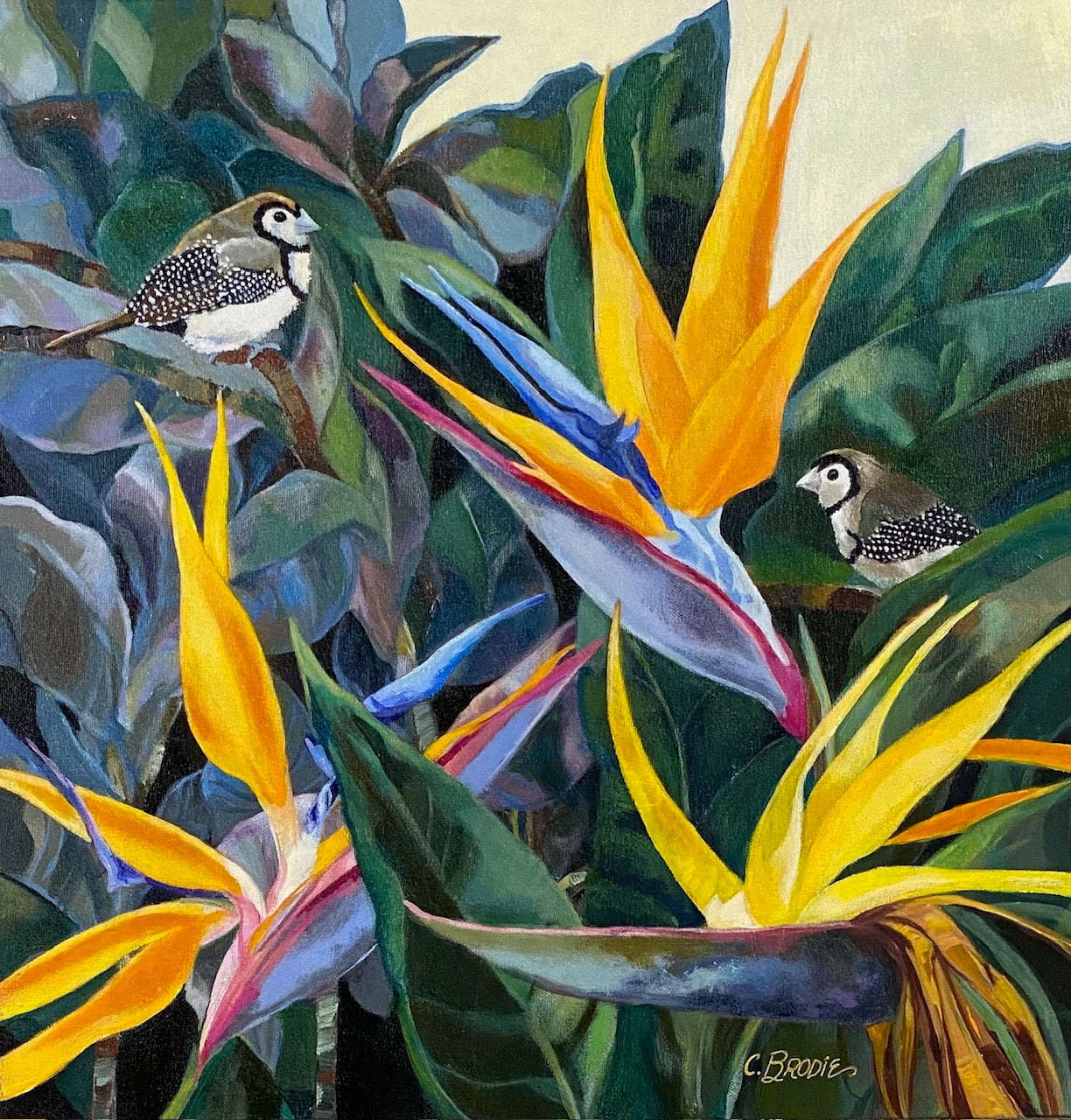 CBGA2502  Birds of Paradise II