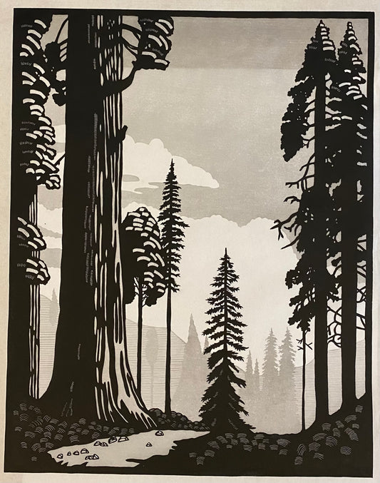 AMH403 Redwood Forest