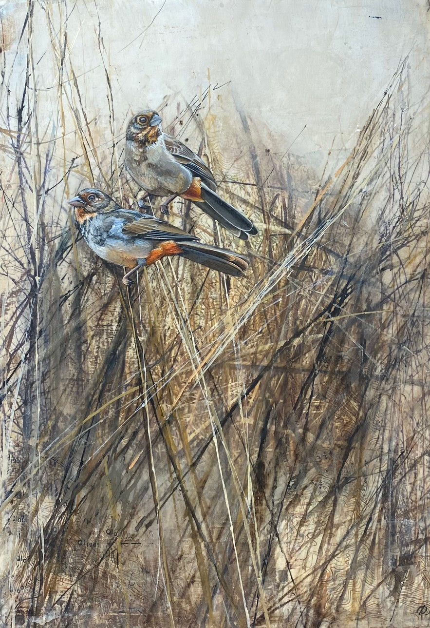 DM132 Two Towhees