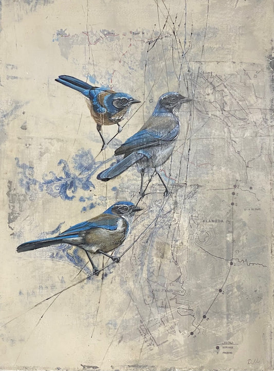 DM133 Scrubjays on the Map