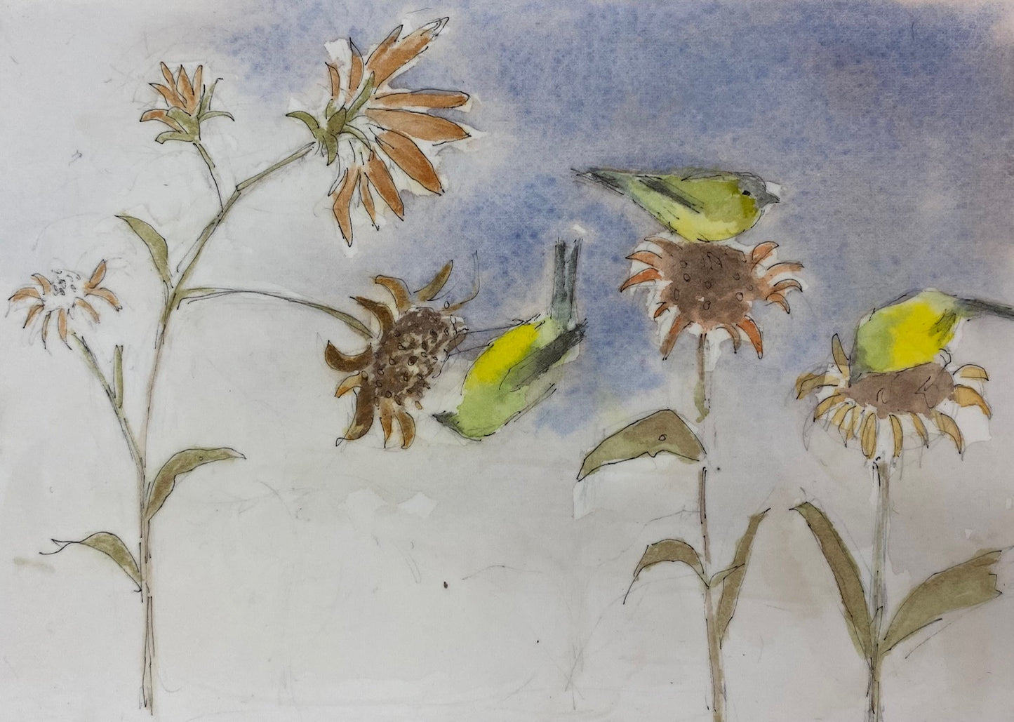 JL84 Goldfinch on Sunflowers