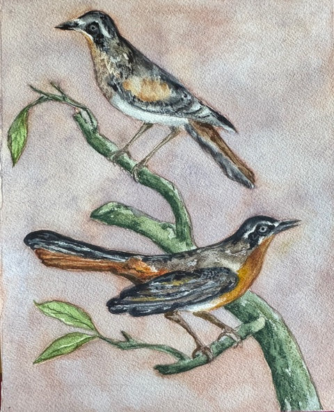 CV2507 robins