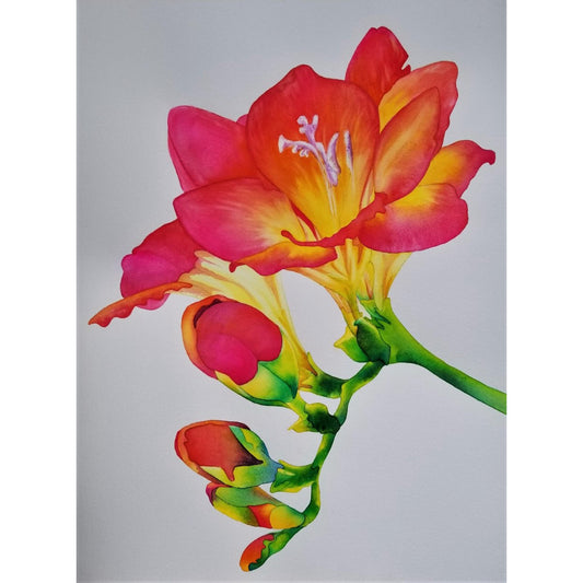 SS908 Freesia II