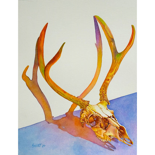 SS801 Deer Skull I