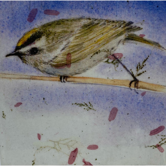 JL110 Golden Crown Kinglet