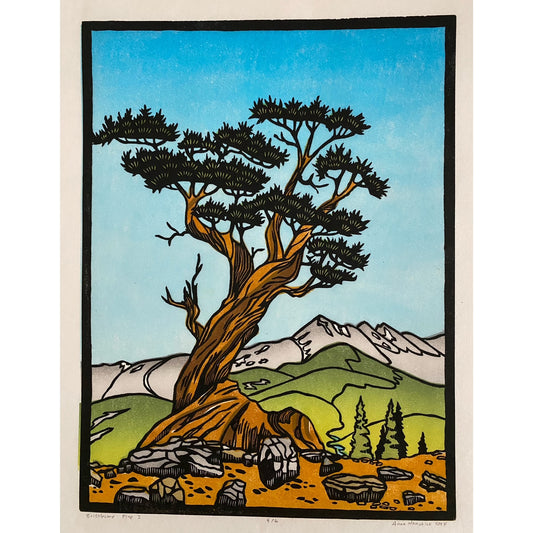 AMH380 Bristlecone Pine I