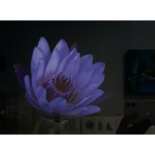 PM004 Purple Haze