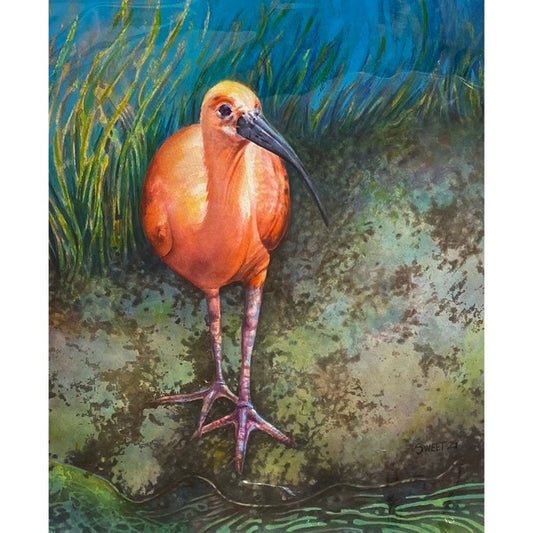 SS964 Scarlet Ibis