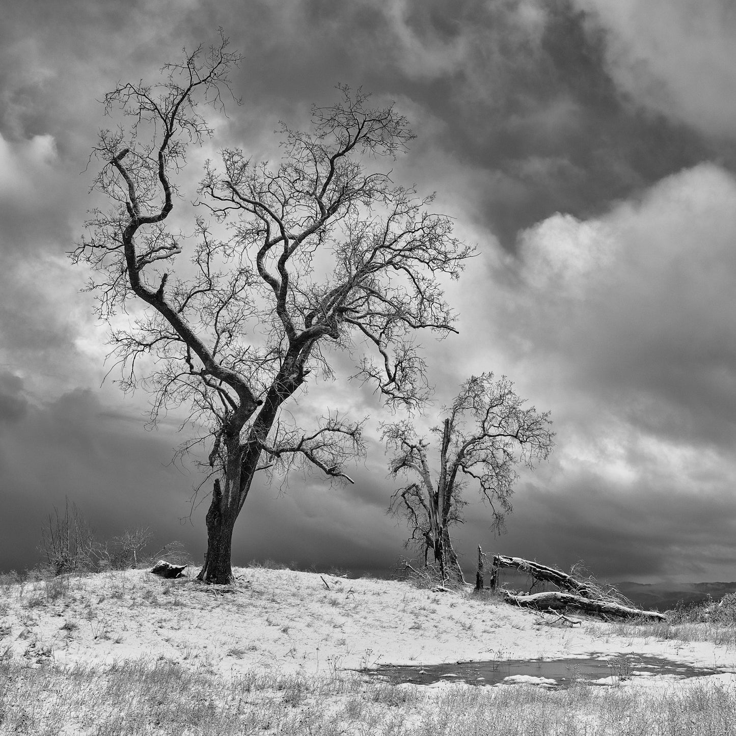 CDB110 Oaks in Snow