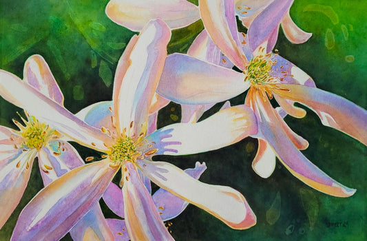 SS916 Clematis