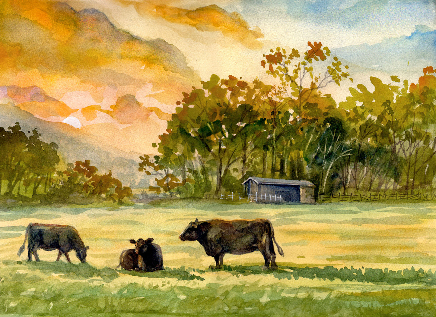 PMD144 Cows at Sunset